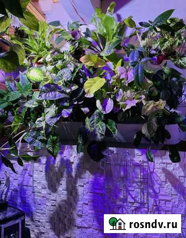 Фитомодуль Омск - изображение 1