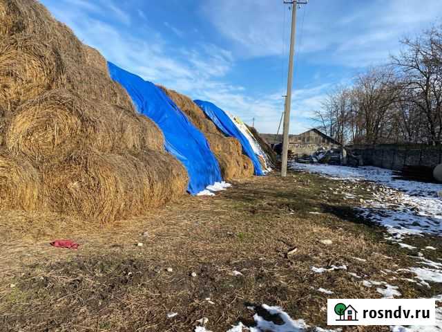 Тюк сена Змейская - изображение 1