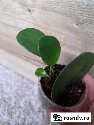 Пеперомия туполистная Казань - изображение 1