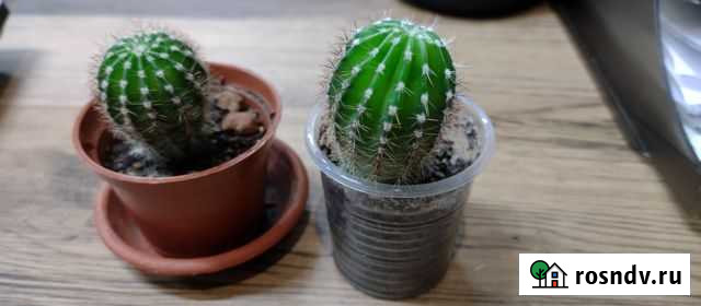 Кактусы на компьютерный стол Барнаул - изображение 1