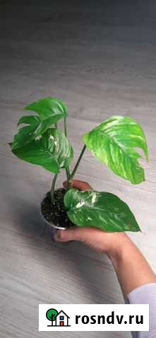 Эпипремнум пинатум Альба вайт вариегата Благовещенск - изображение 1