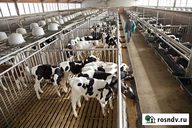 Бычки мясного направления Чишмы - изображение 1