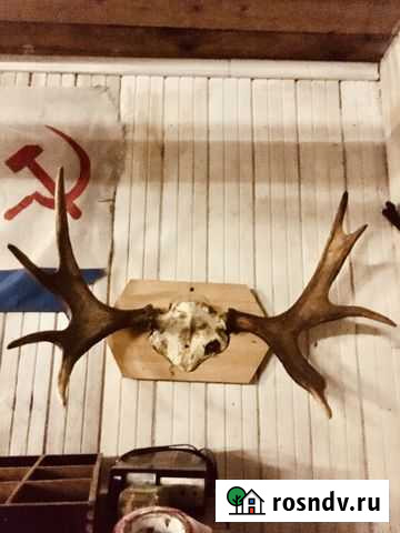 Рога лося Токсово - изображение 1