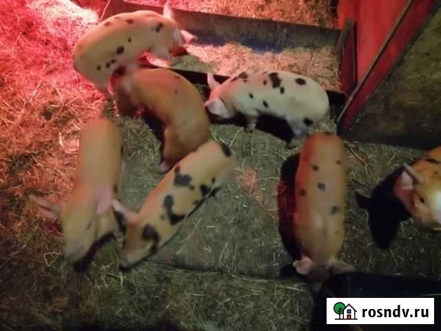 Поросята Таврическое - изображение 1