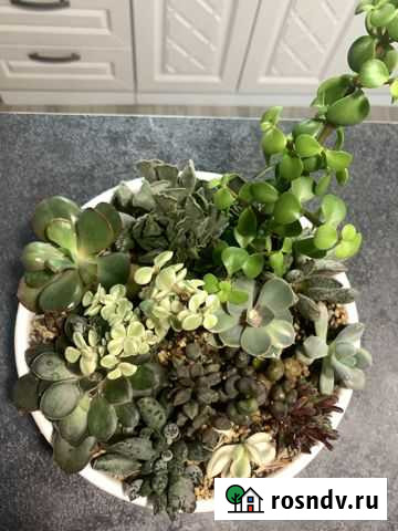 Кашпо суккулентов Красногорск - изображение 1