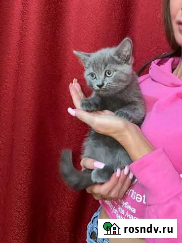 Котята Ижевск - изображение 1