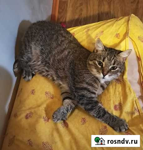 Марфушенька-душенька Вологда - изображение 1