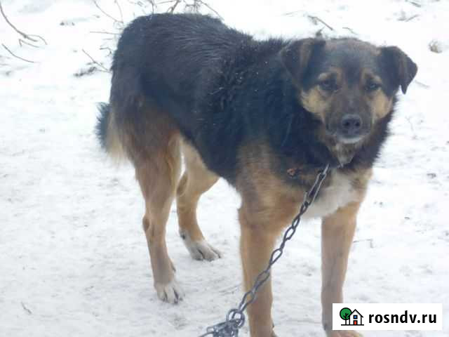 Стерилизованная Дара, собака-позитив Тамбов - изображение 1