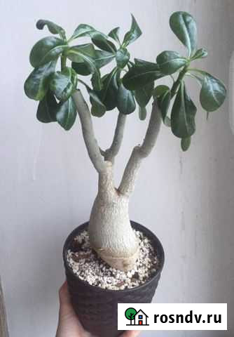 Адениум Старый Оскол - изображение 1