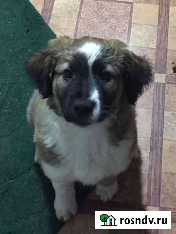 Собака в добрые руки Нижний Ломов - изображение 1