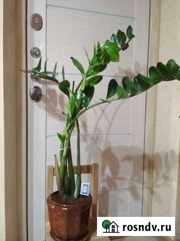 Замиокулькас Калуга - изображение 1