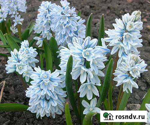 Пушкинии,сциллы и мускари Великий Новгород - изображение 1