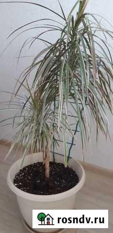 Драцена. Антуриум. Замиакулькас Воронеж - изображение 1