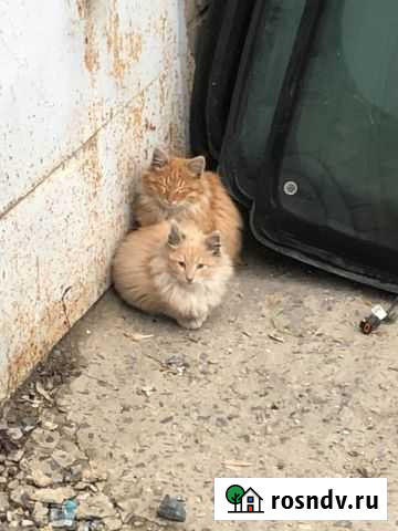 Котята Старый Оскол - изображение 1