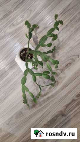 Цветы комнатные Иркутск - изображение 1