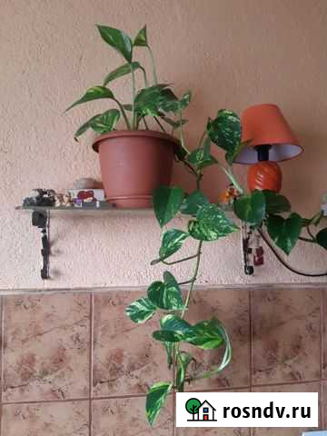 Комнатные цветы Калининград - изображение 1