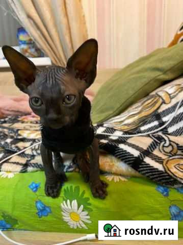 Канадский сфинкс Королев - изображение 1