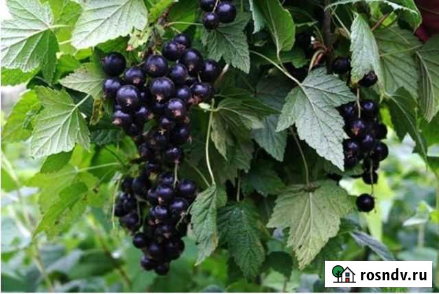 Саженцы смородины Керчь - изображение 1