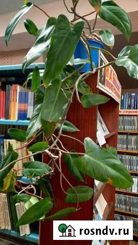 Сингониум Саранск - изображение 1