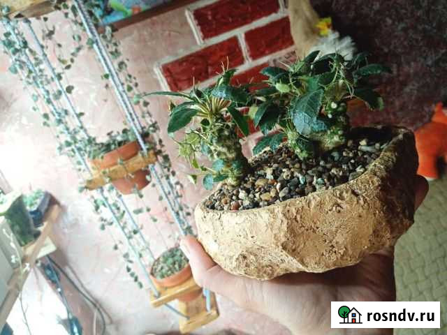 Суккуленты. дорстения. комнатные растения Ростов-на-Дону - изображение 1