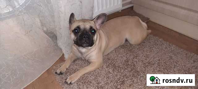 Французский бульдог Севастополь - изображение 1