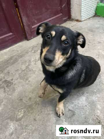 Собаки Туапсе - изображение 1