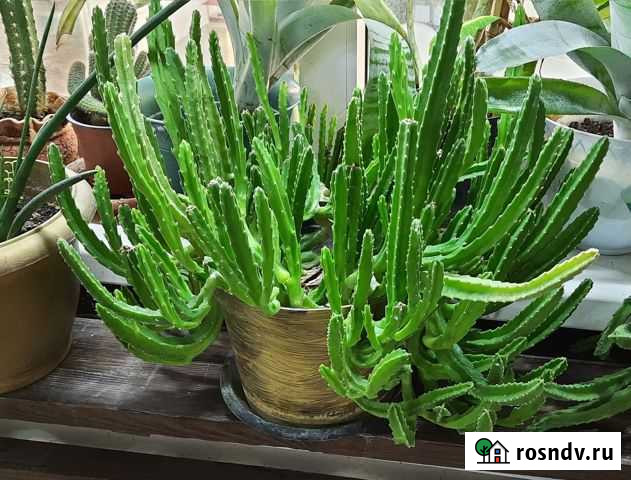 Стапелия гигантская Сочи - изображение 1