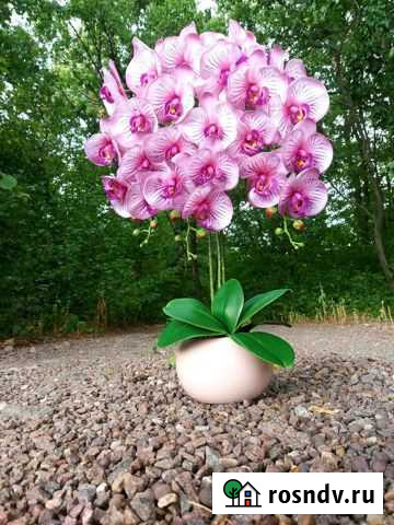 Композиции орхидей Хлевное - изображение 1