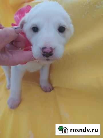 В добрые руки Орехово-Зуево - изображение 1