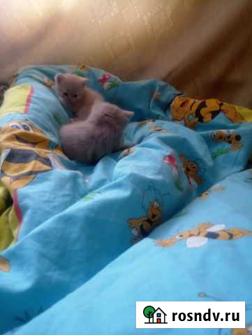 Котята в добрые руки Староюрьево - изображение 1