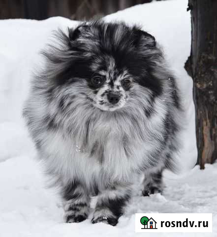 Шпиц Химки - изображение 1