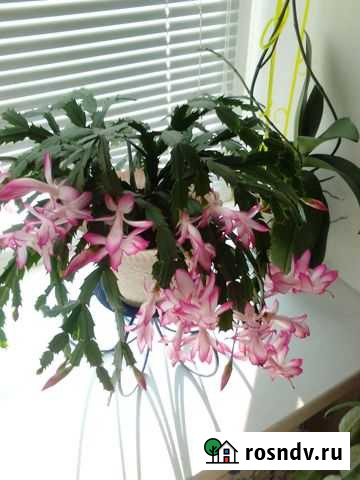 Декабрист Биробиджан - изображение 1