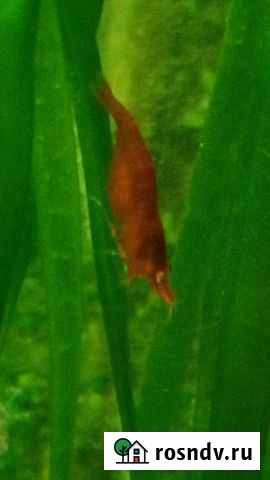 Креветки Вишни Лебедянь - изображение 1