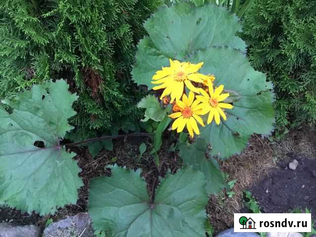 Бузульник «Отелло» Старая Русса - изображение 1