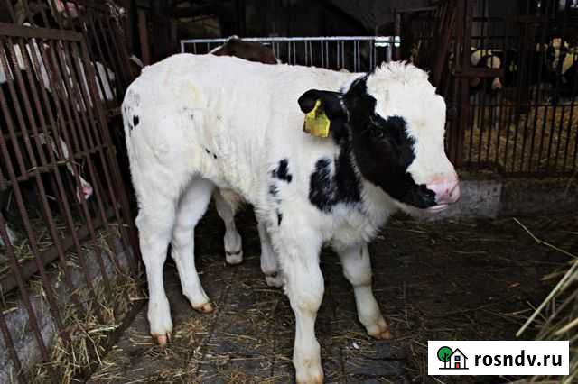 Продаю бычков - телочек Старобалтачево - изображение 1