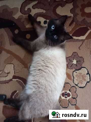 Кот в добрые руки Кетово - изображение 1