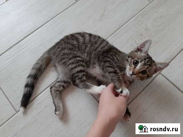 Котенок Власиха - изображение 1