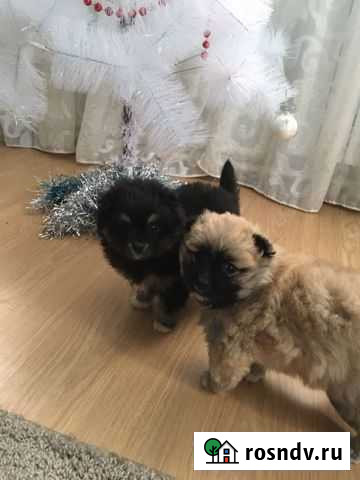 Померанский шпиц метиса Уфа - изображение 1