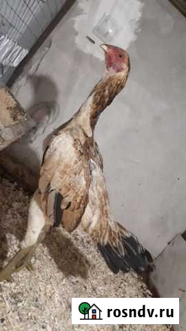 Бойцовые петухи Дербент - изображение 1