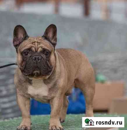 Французский бульдог вязка Новороссийск