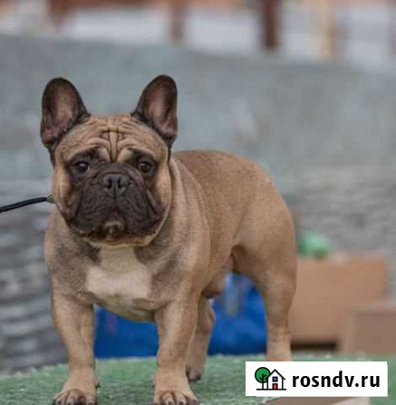 Французский бульдог вязка Новороссийск - изображение 1