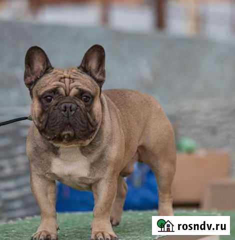 Французский бульдог вязка Новороссийск - изображение 1