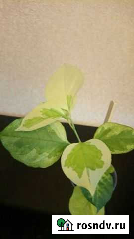 Бугенвилия Dauphine Волгоград - изображение 1