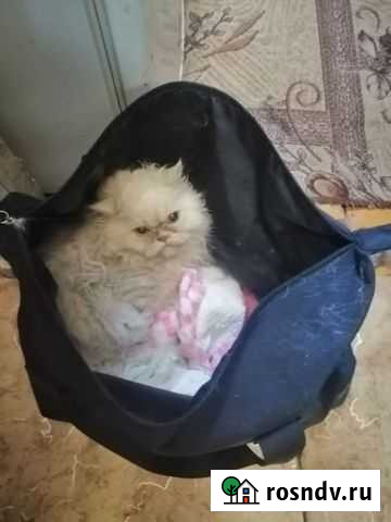 Персидская бесплатно Обь - изображение 1