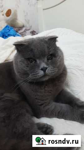 Британская золотая шиншилла Махачкала - изображение 1