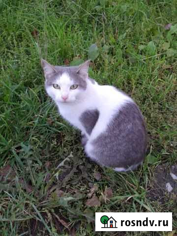 Кошка Кинешма - изображение 1