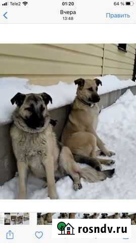 Ищем дом щенкам Лениногорск - изображение 1