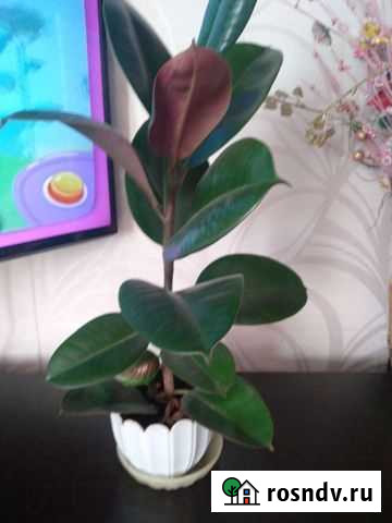 Фикус Благовещенск - изображение 1