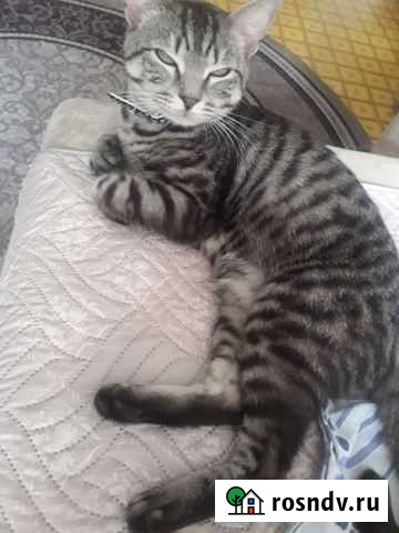 Кот Челябинск - изображение 1