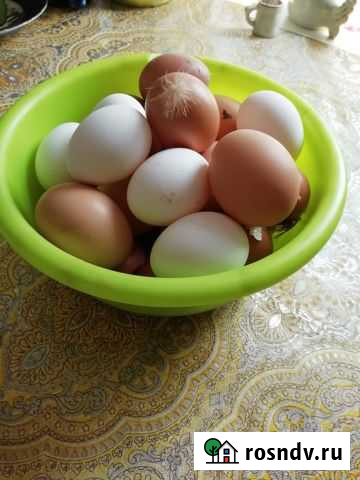 Домашние куриные яйца Балашиха - изображение 1